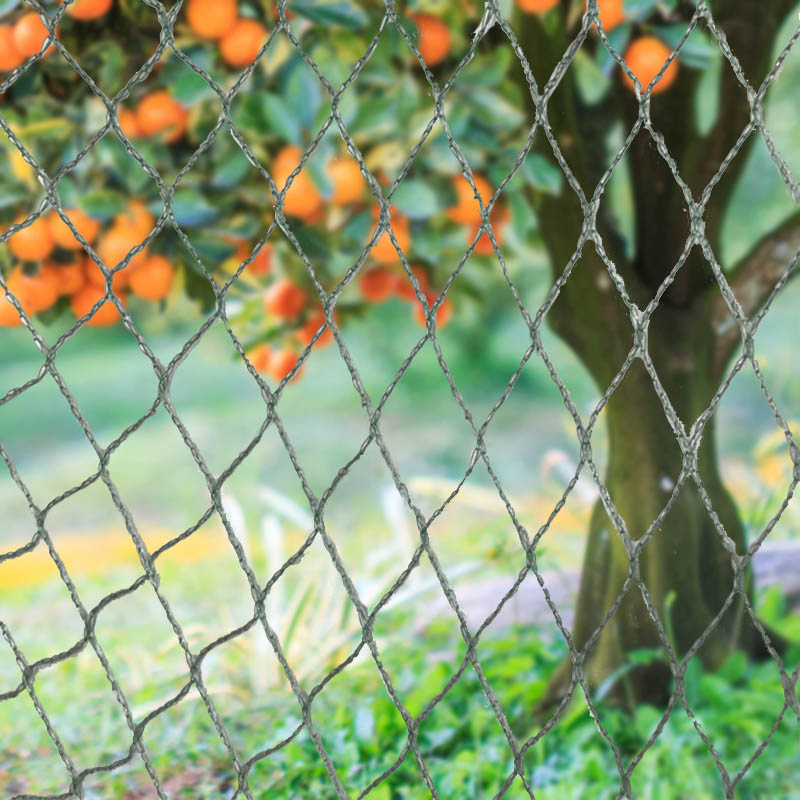 پرندوں کو جال میں رکاوٹیں